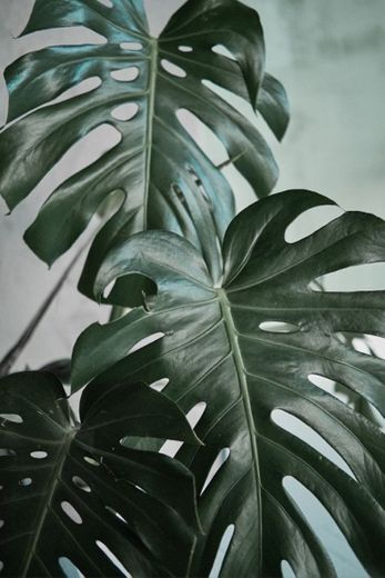 Folhas verdes de monstera closeup 