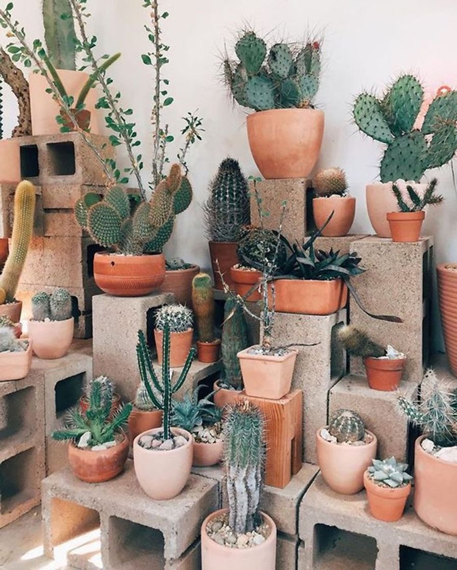 Fashion Cactos🌵