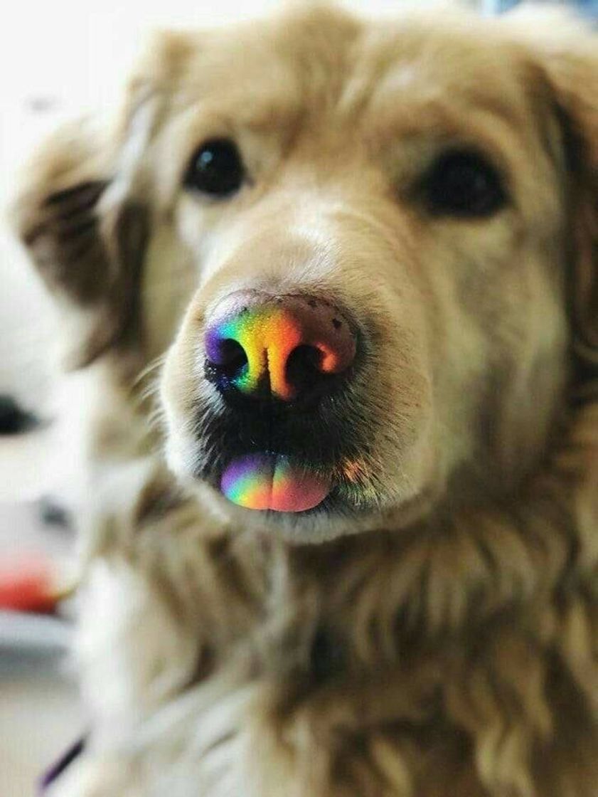 Moda 🌈🐶