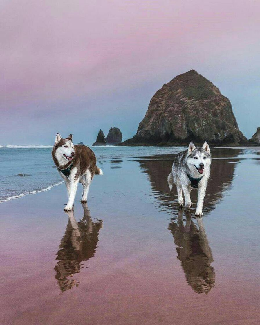 Moda Husky Siberiano 💙