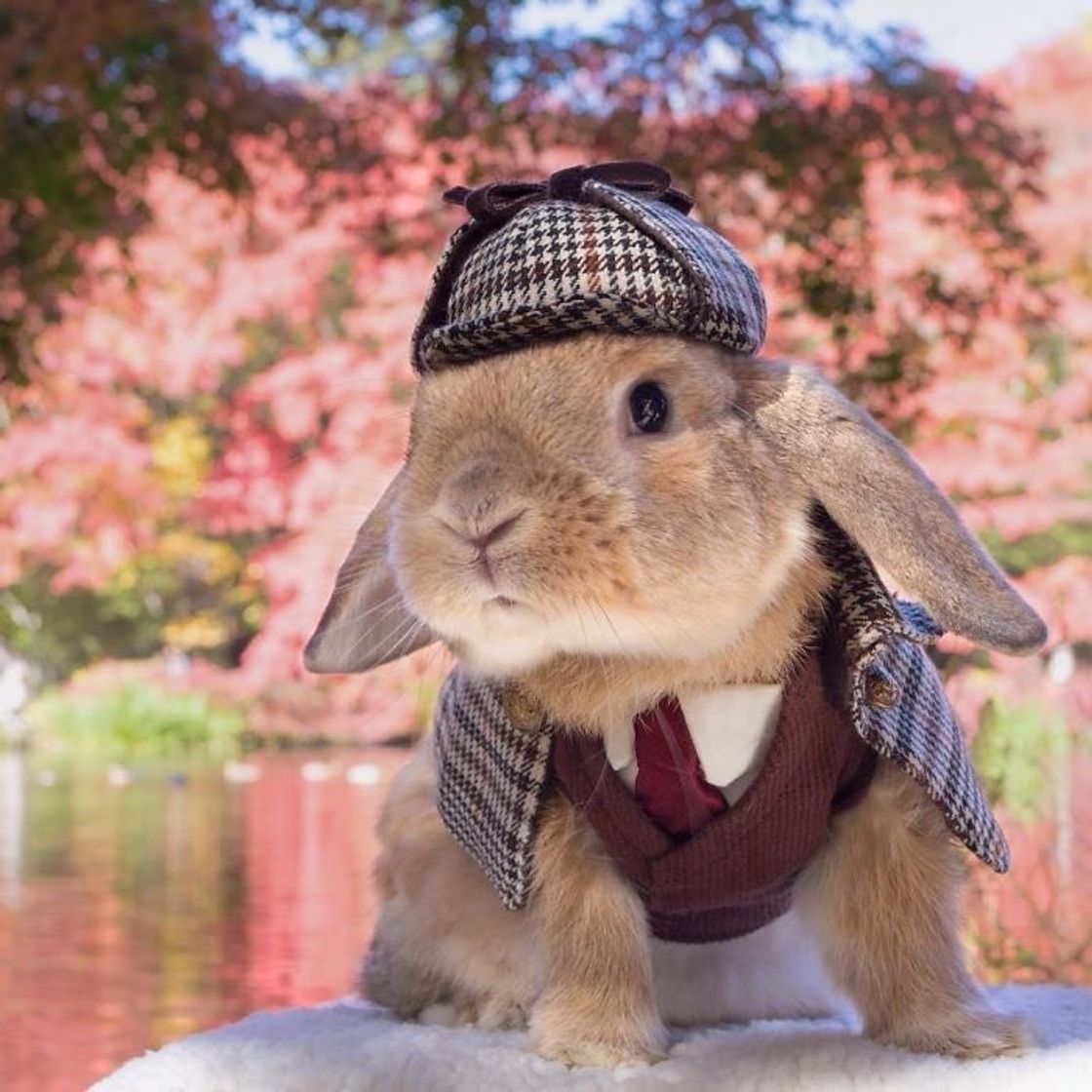 Fashion 🐰🐰🤍🤍