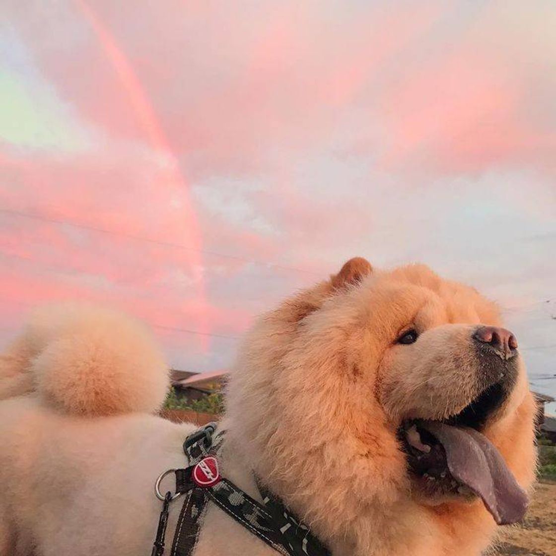 Moda Cachorrinhos lindos e fofinhos 🤩