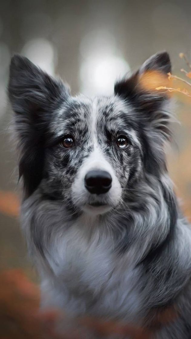 Social Border Collie 