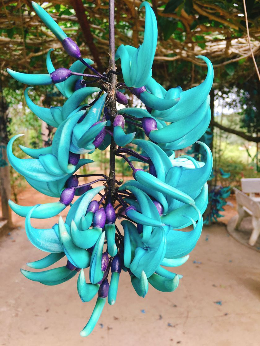 Fashion Jade Vine