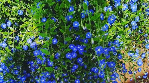 Flores Azulzinha