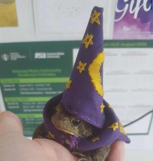 Sapo mago 🧙‍♂️ 