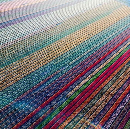 Campos de tulipa, Holanda 