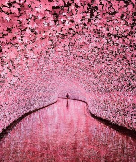Túnel de flores de cerejeira, Japão