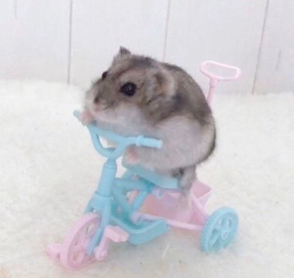 Social rat ✨