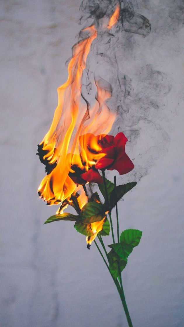 Fashion Rose in flames