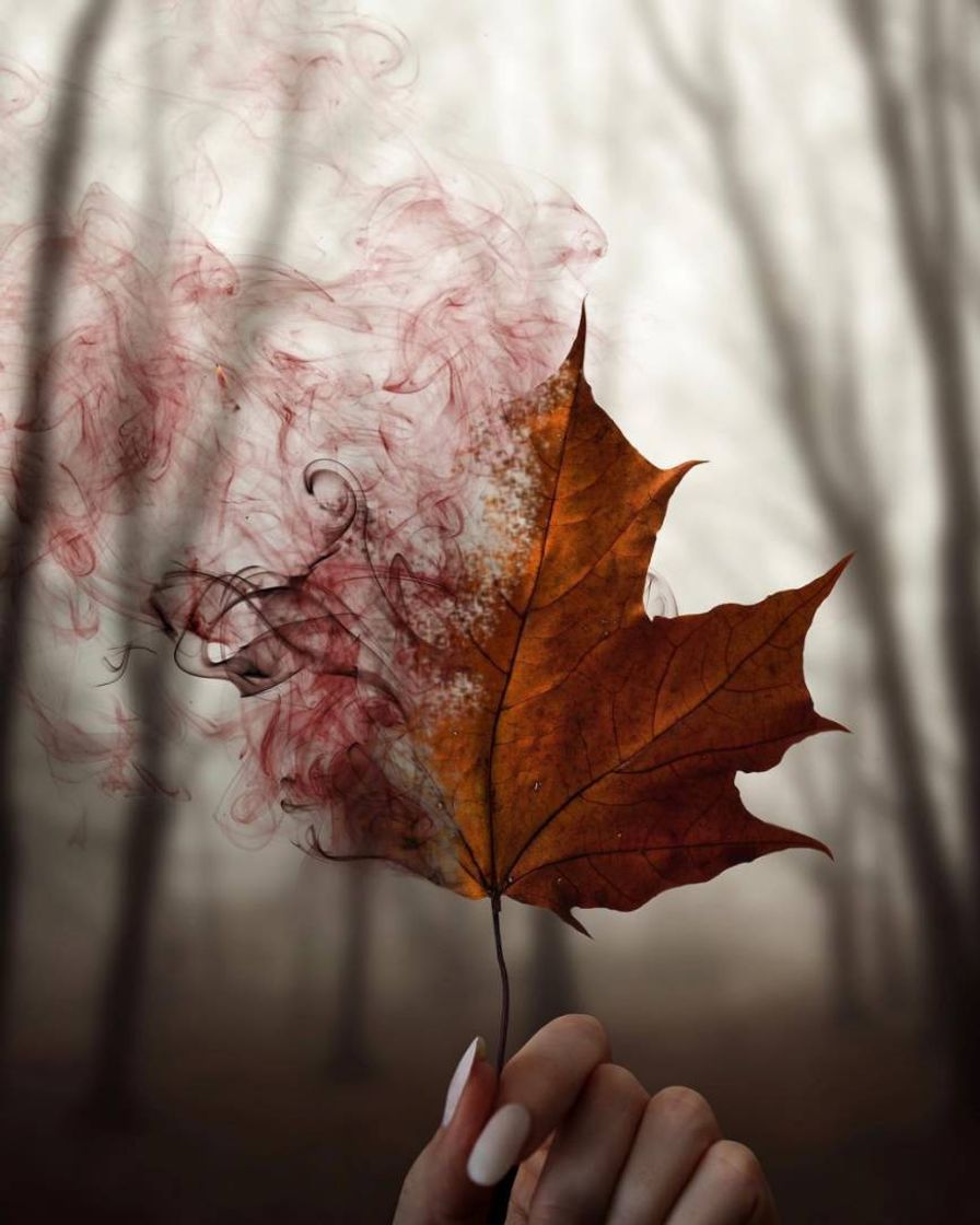 Fashion Autumn leaf wallpaper