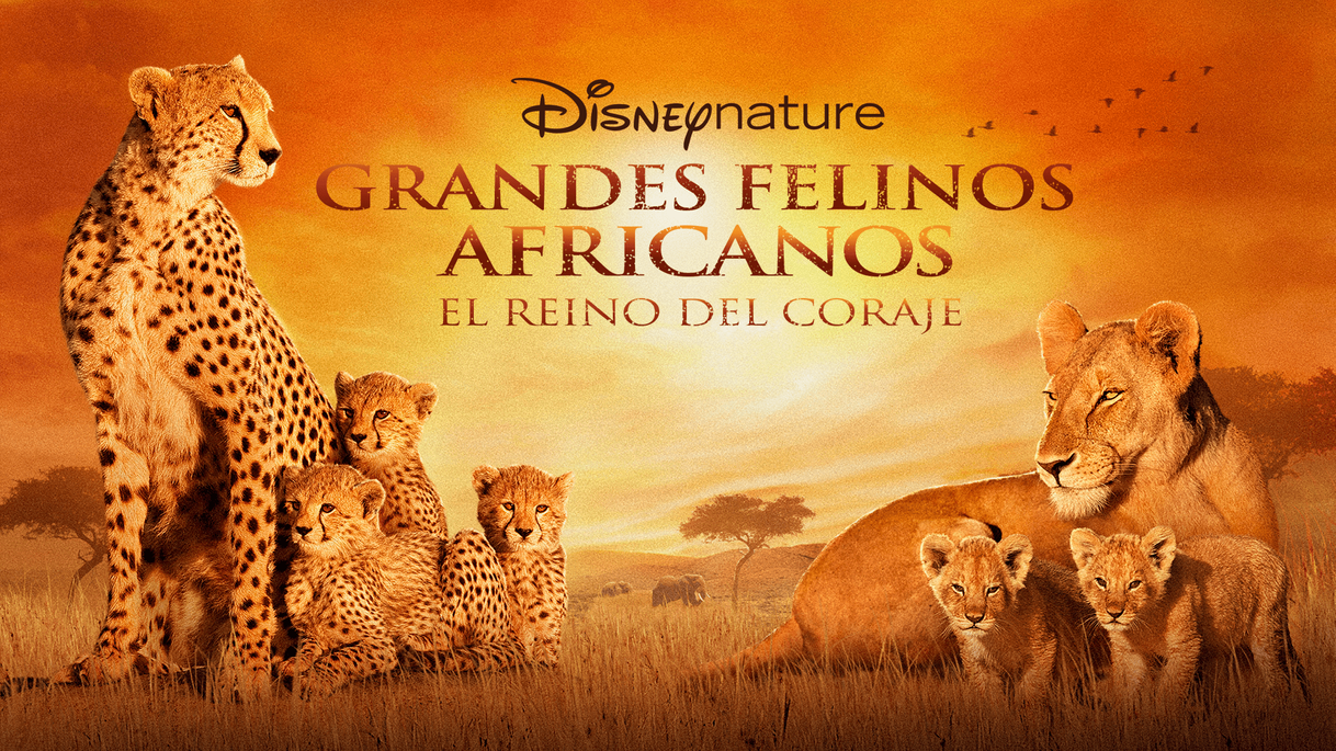 Serie Grandes Felinos Africanos - El reino del coraje 