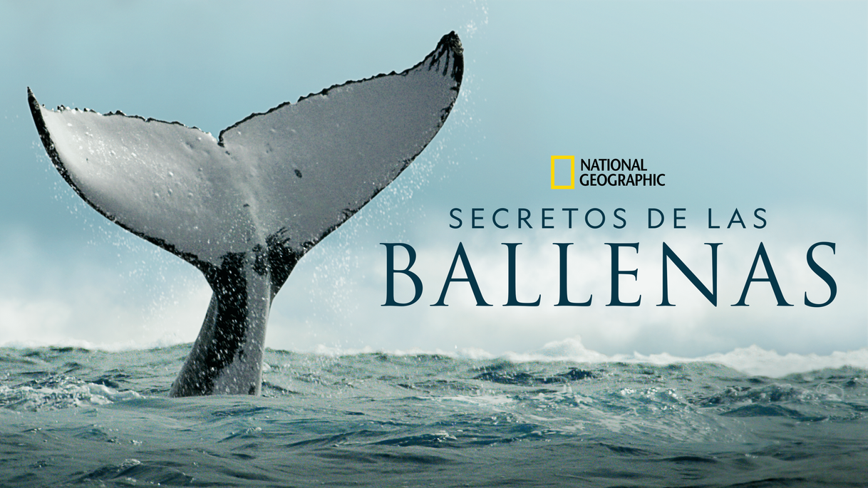 Serie Los secretos de las ballenas 