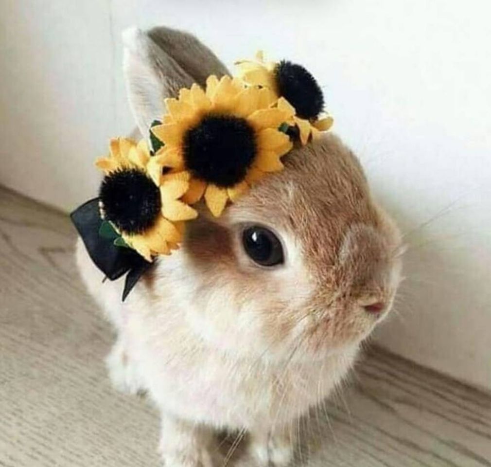 Moda 🐰🐇🌻