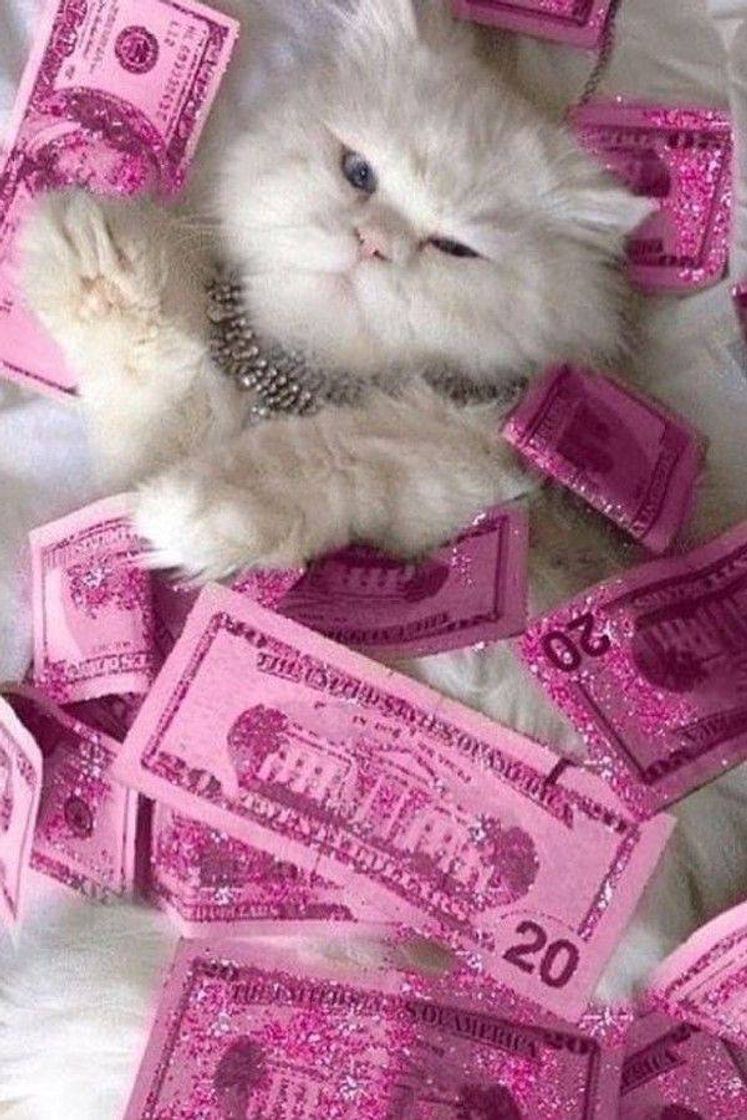 Fashion Cat and money