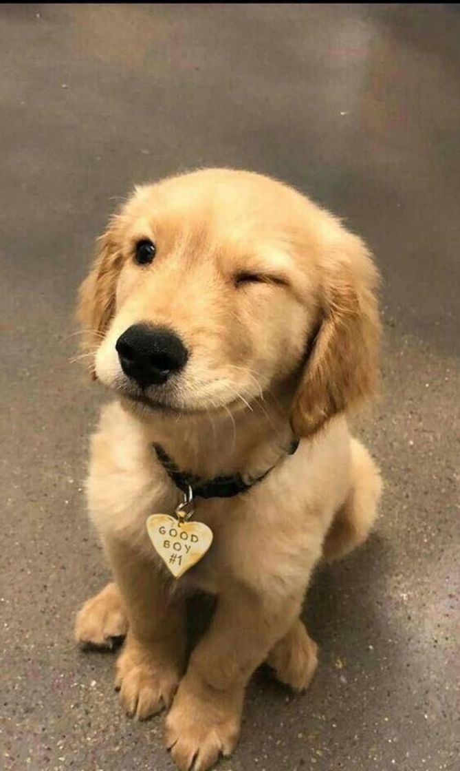 Social 🐶