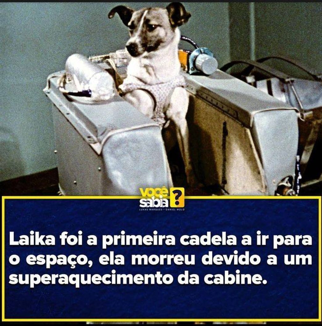 Social Você sabia?