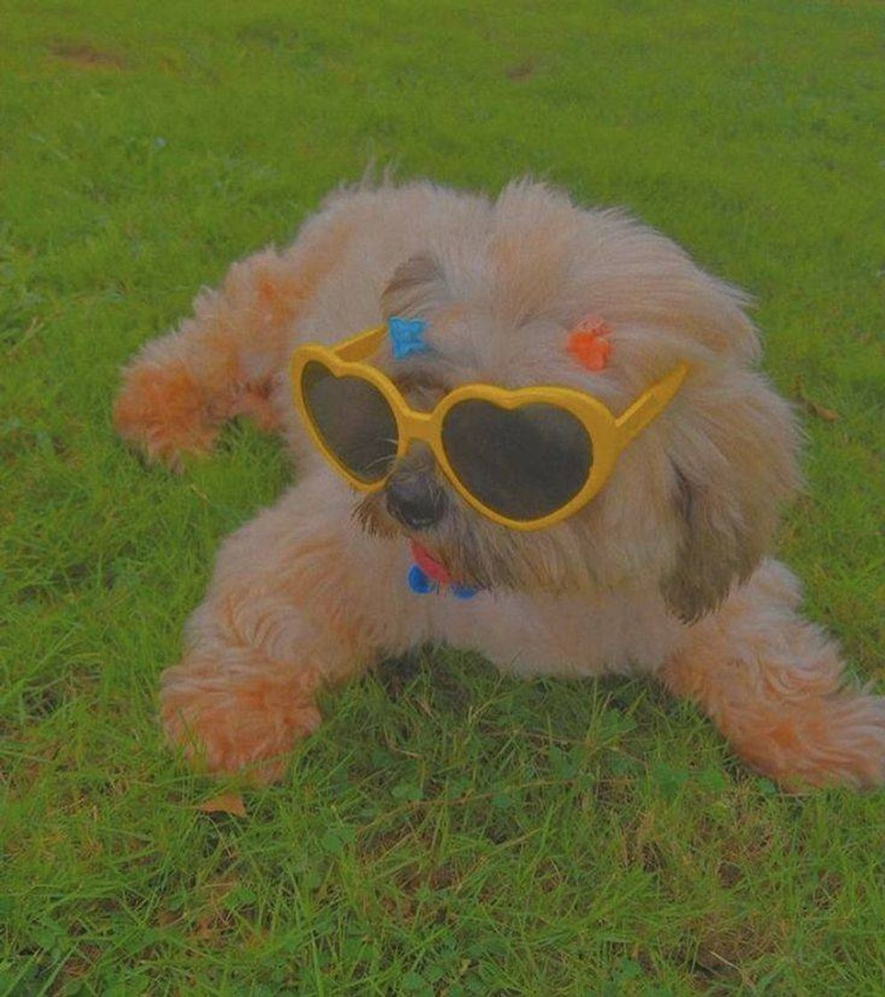 Social Indie
