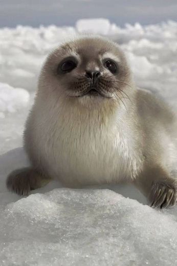 Foca