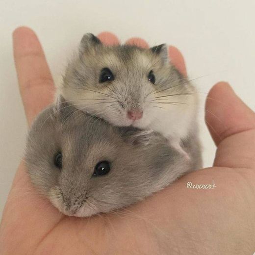 Hamster