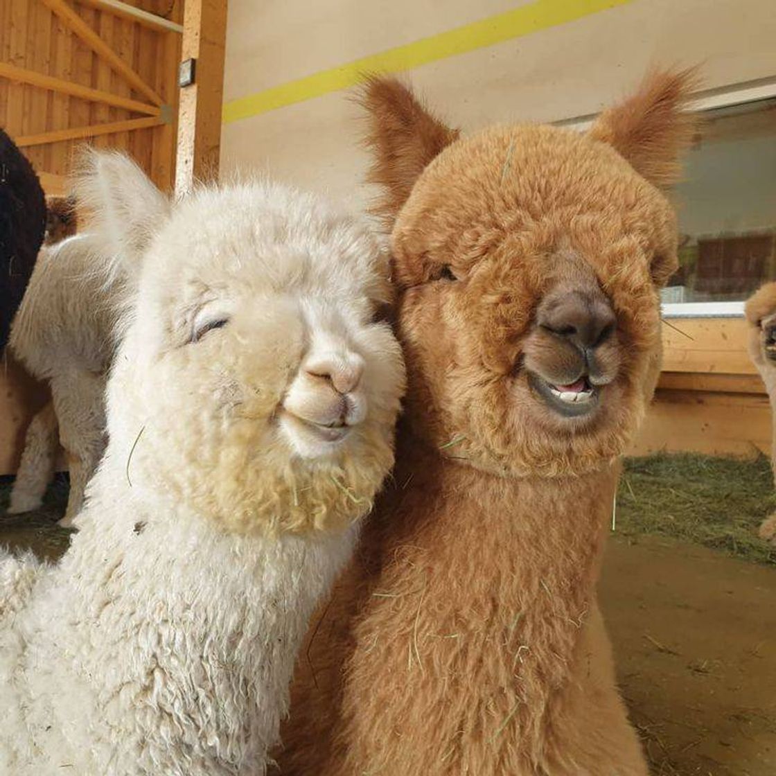 Fashion Alpacas