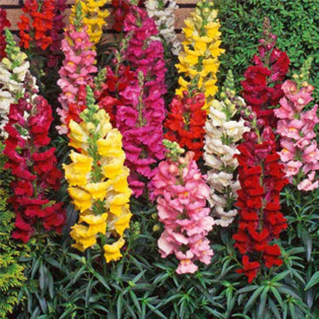 Fashion Antirrhinum majus