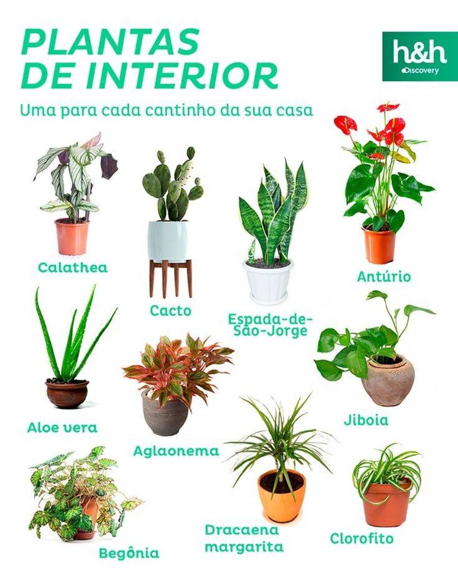 Fashion Plantas