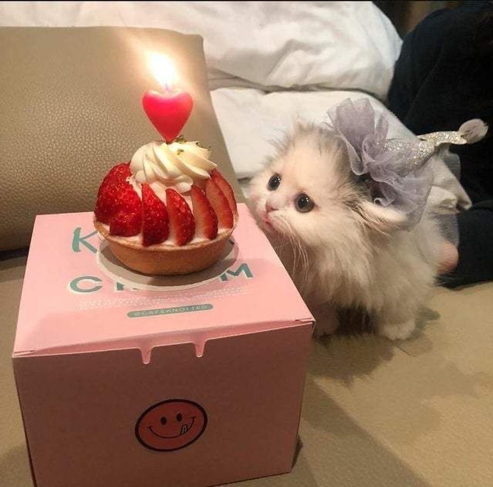 Fashion cat’s birthday 🐱🎂