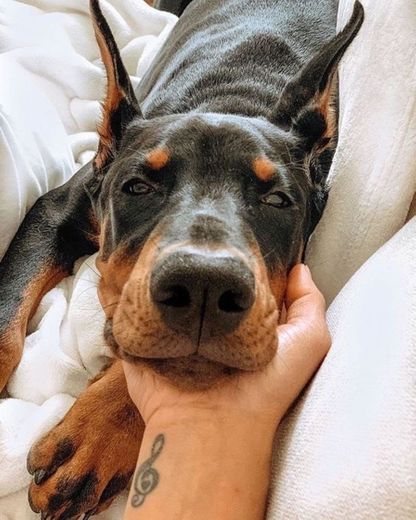 Dobermann 