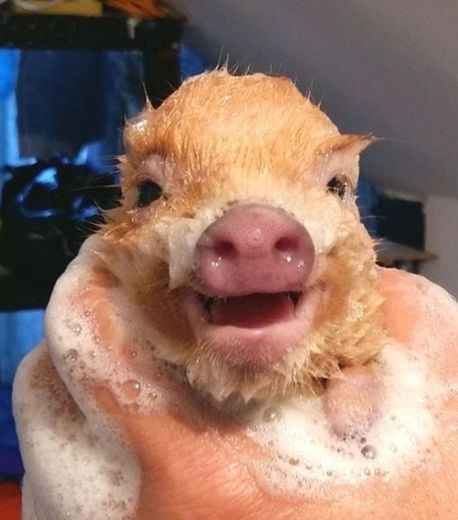 Porquinho - baby pig 💕