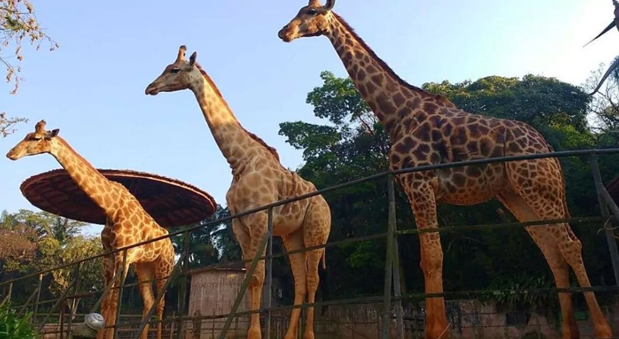 Place Zoológico de São Paulo