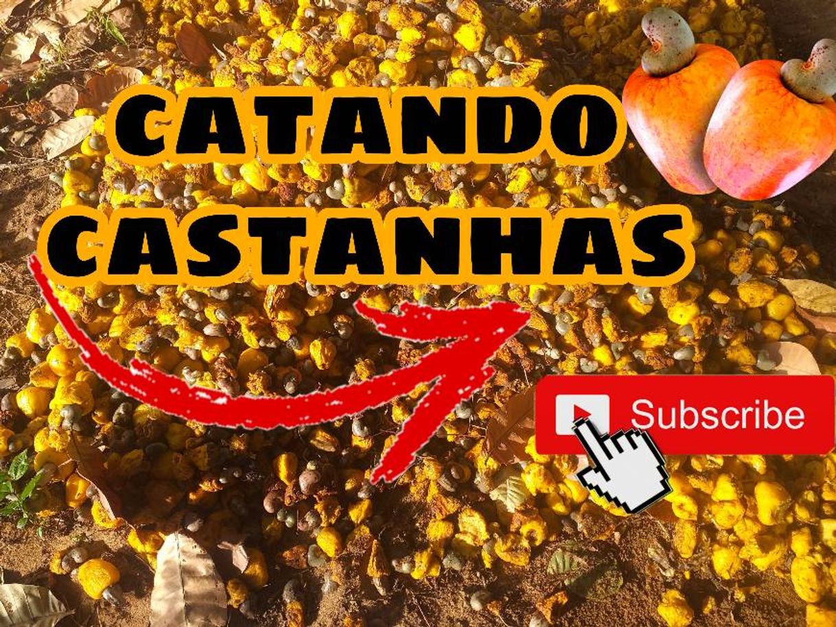 Fashion Catando castanha na roça