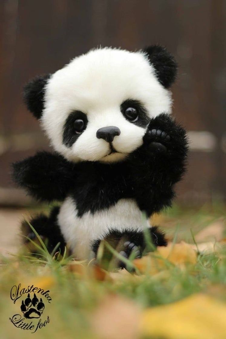 Moda Panda!