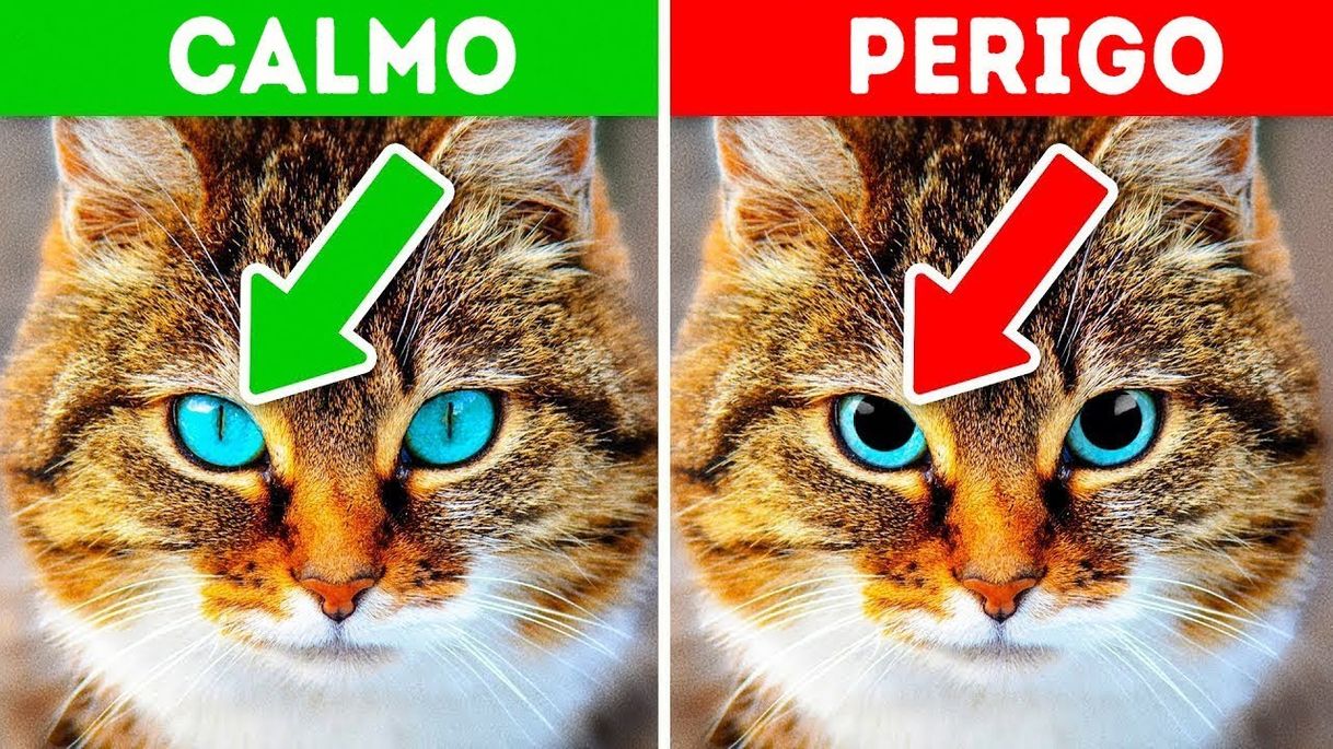 Social 29+ Fatos Incríveis Sobre Gatos Que Te Farão Amá los Eles Ainda ...