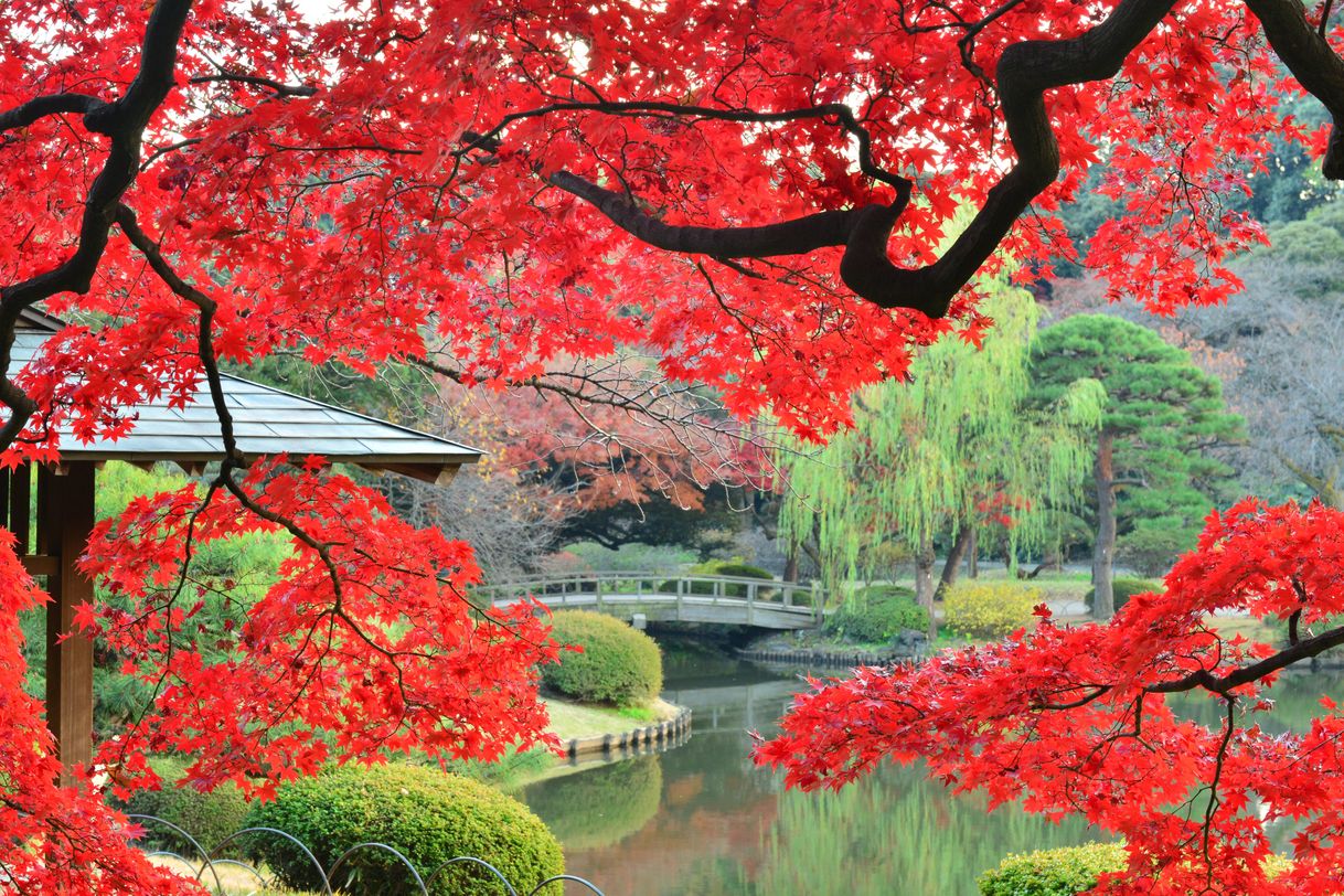 Place Shinjuku Gyoen National Garden