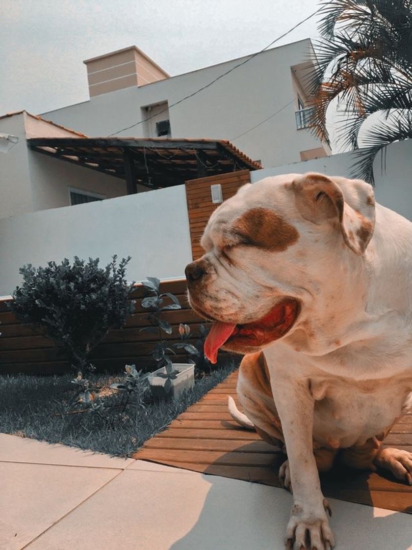 Moda MINHA BULLDOG