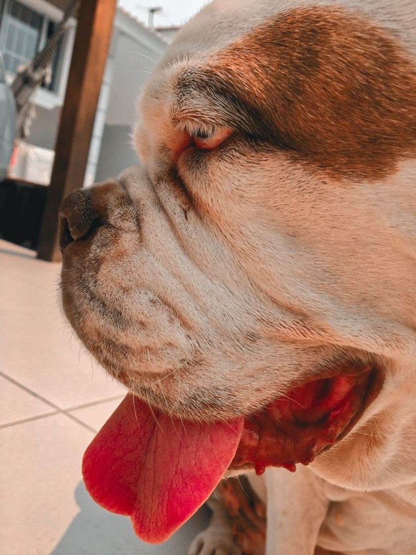 Fashion MINHA BULLDOG