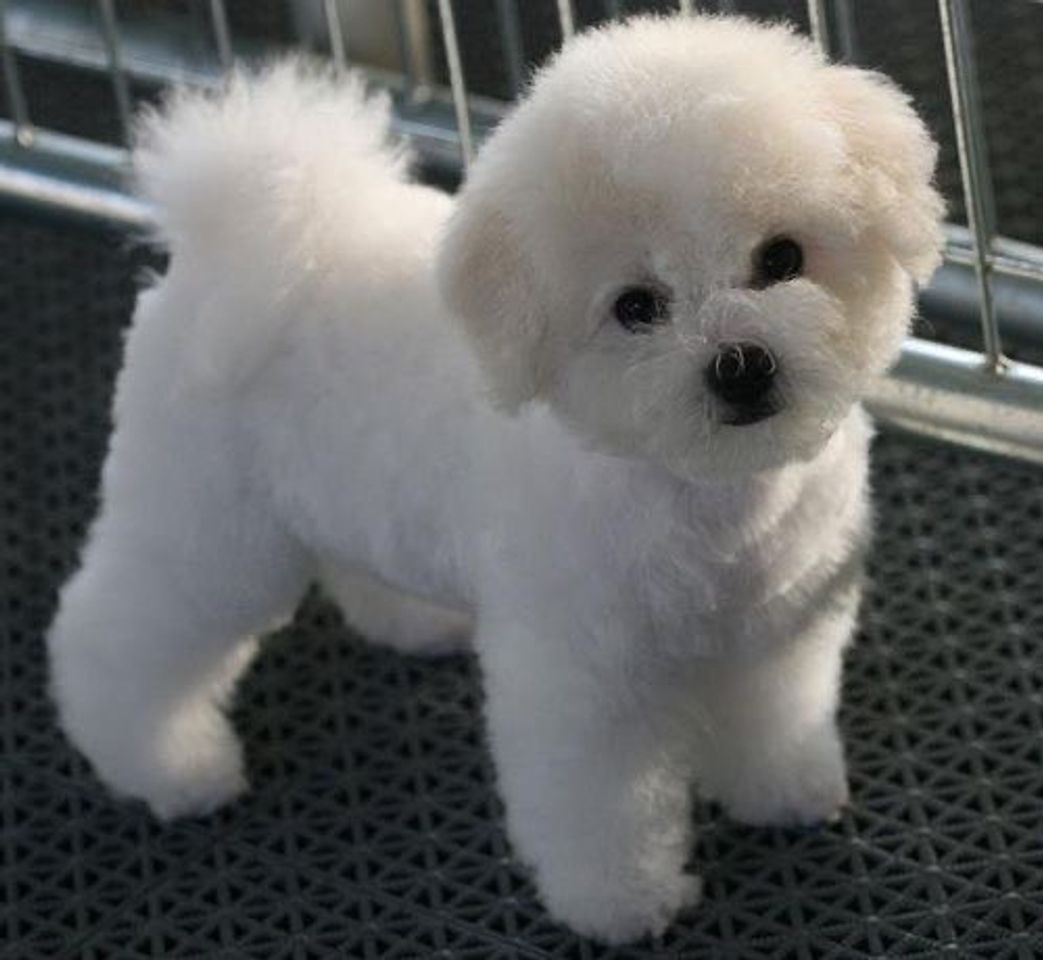 Moda Bichon Frisé