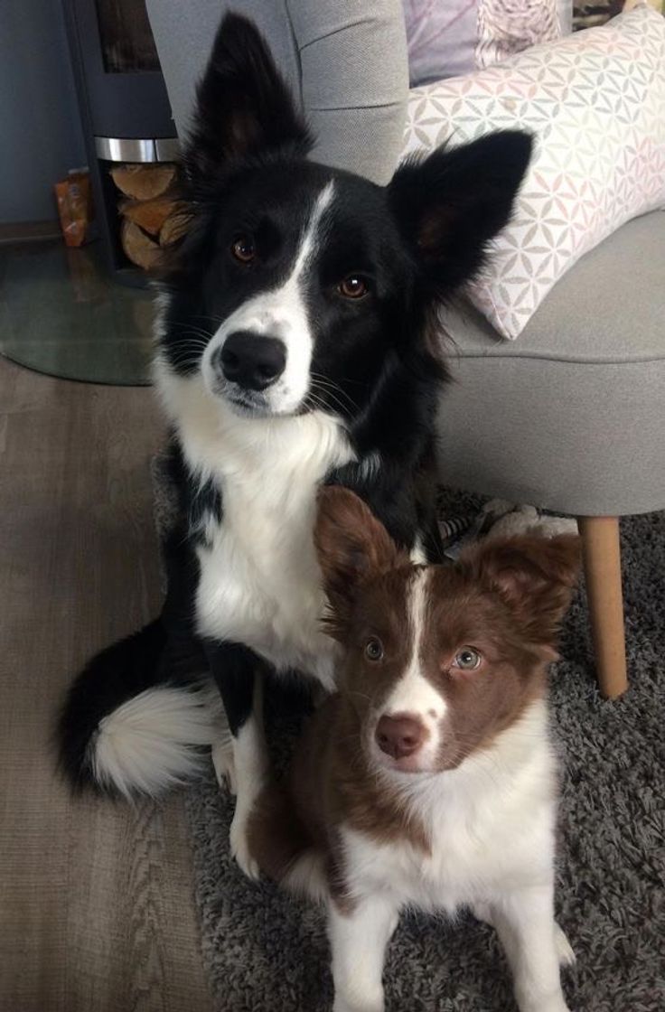 Fashion Border Collie