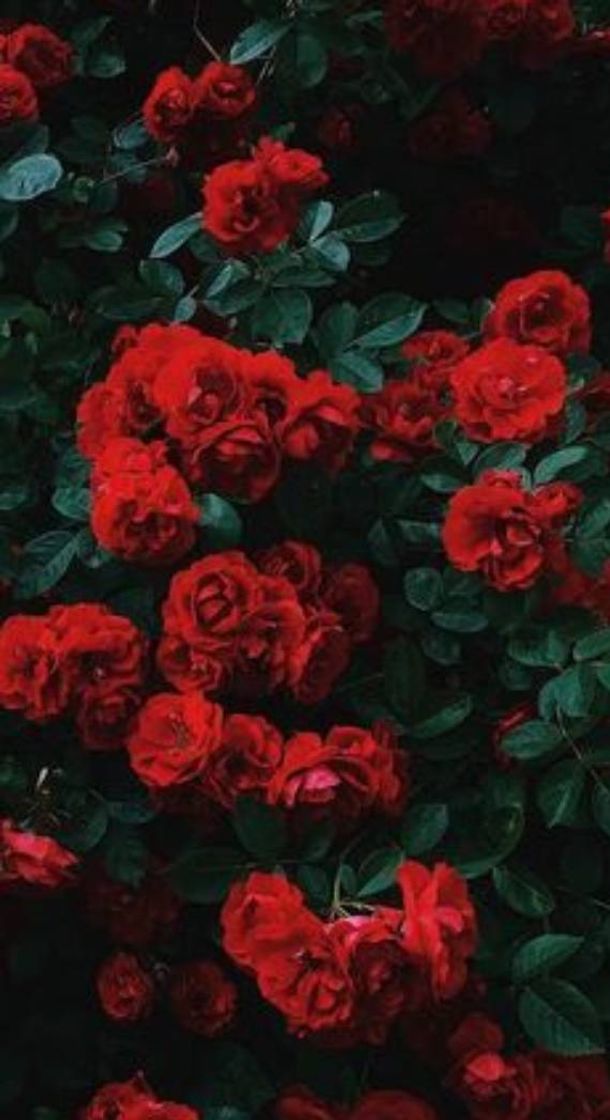 Moda Wallpaper de rosas❤️❤️