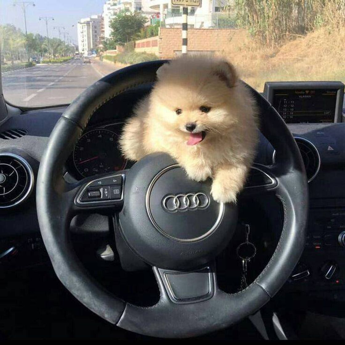 Fashion Doguinho no carro