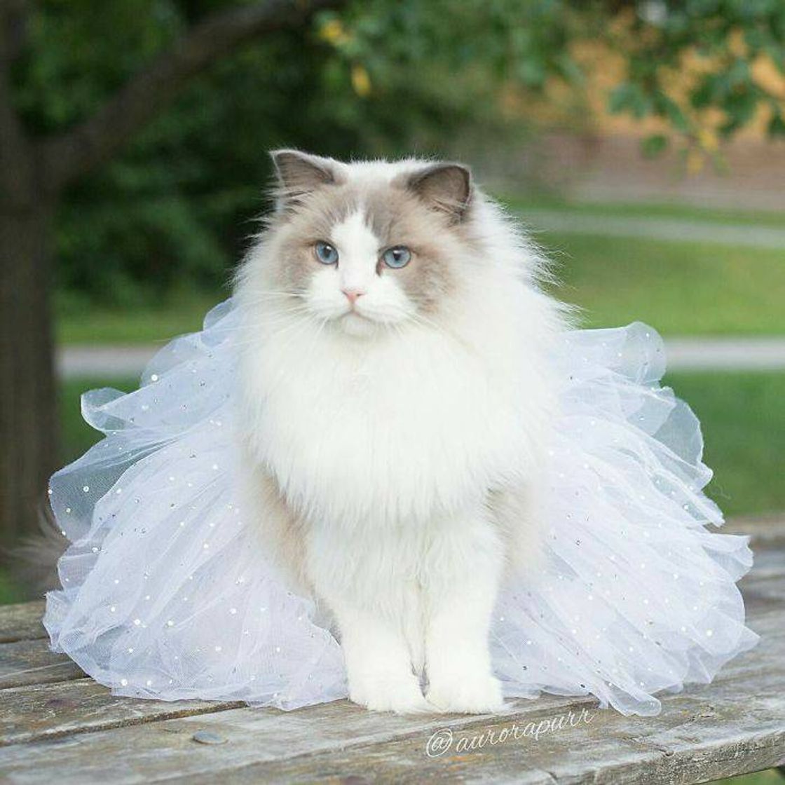 Moda Cat