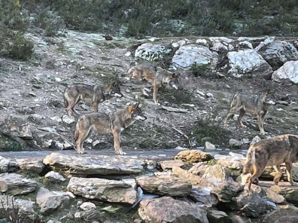 Lugares Centro del Lobo Ibérico