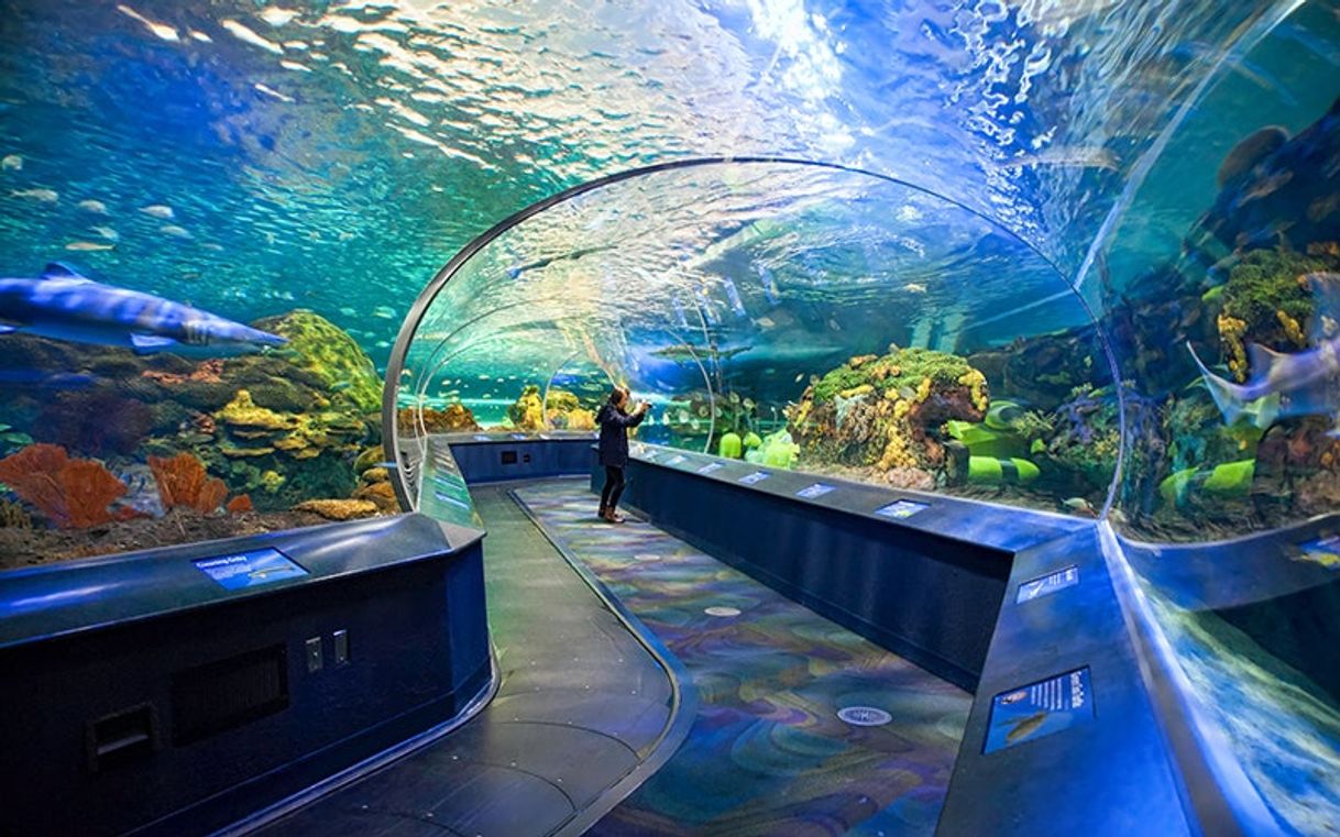 Place Acuario de Ripley