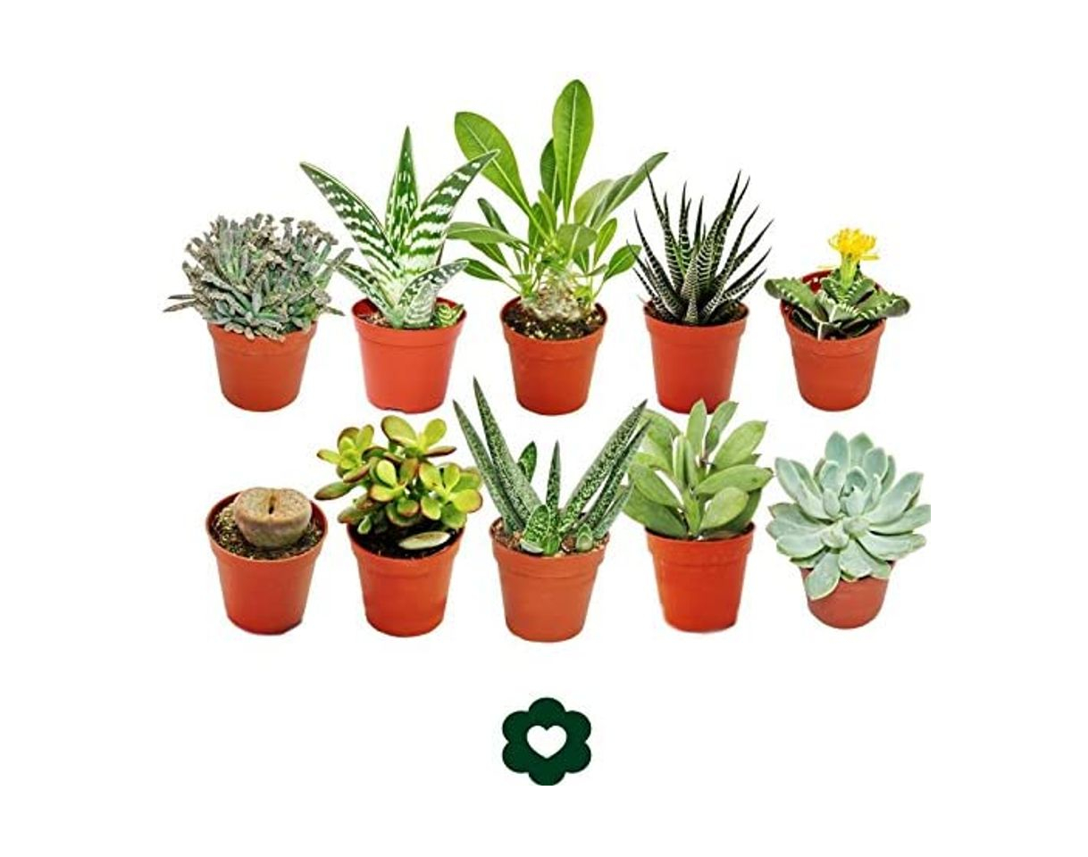 Product PCMOVILES 10 CACTUS NATURALES DIFERENTES EN MACETA DE 5CM