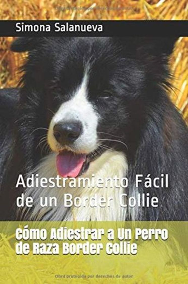 Product Cómo Adiestrar a Un Perro de Raza Border Collie