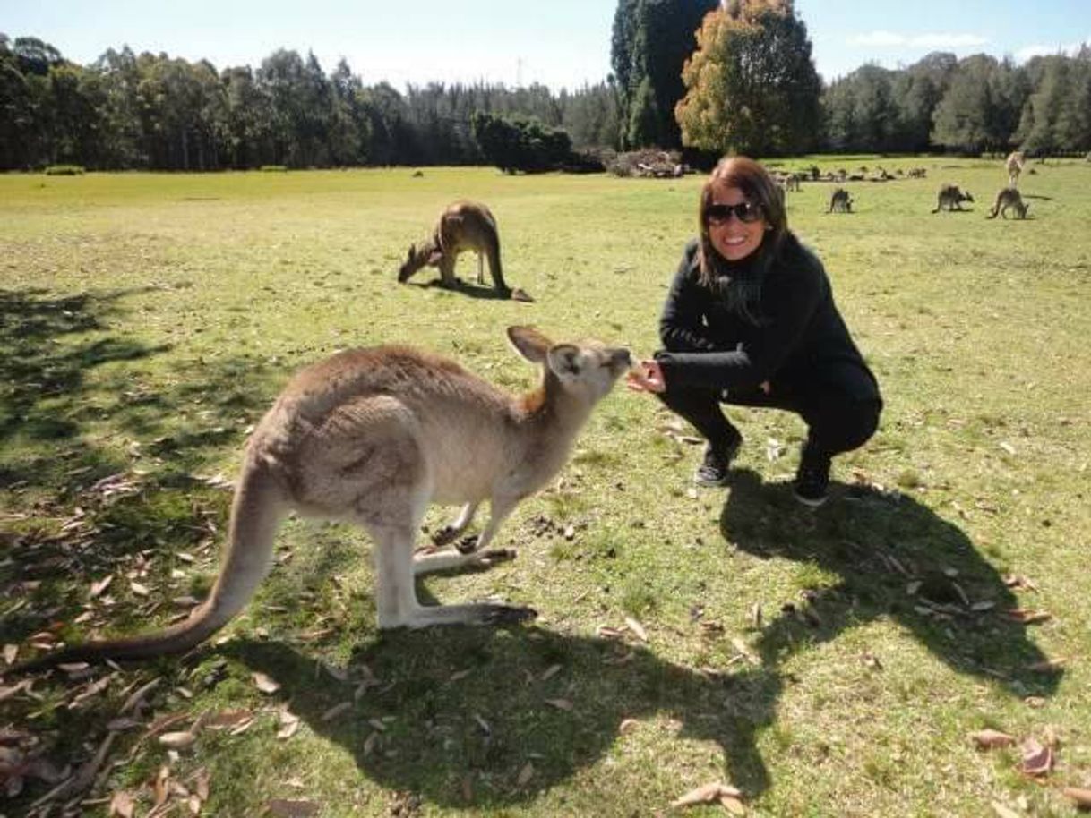 Lugar Morisset Park