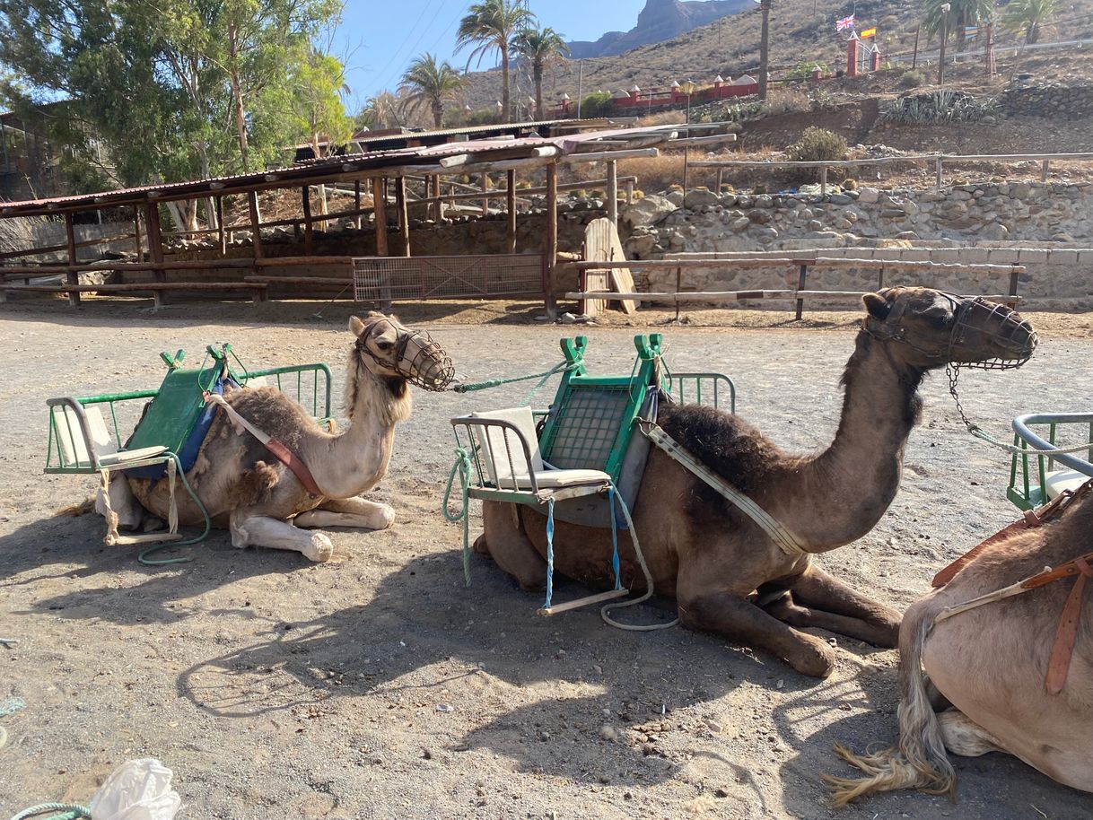 Moda Maspalomas: safari en camello y comida/transporte opcionales ...