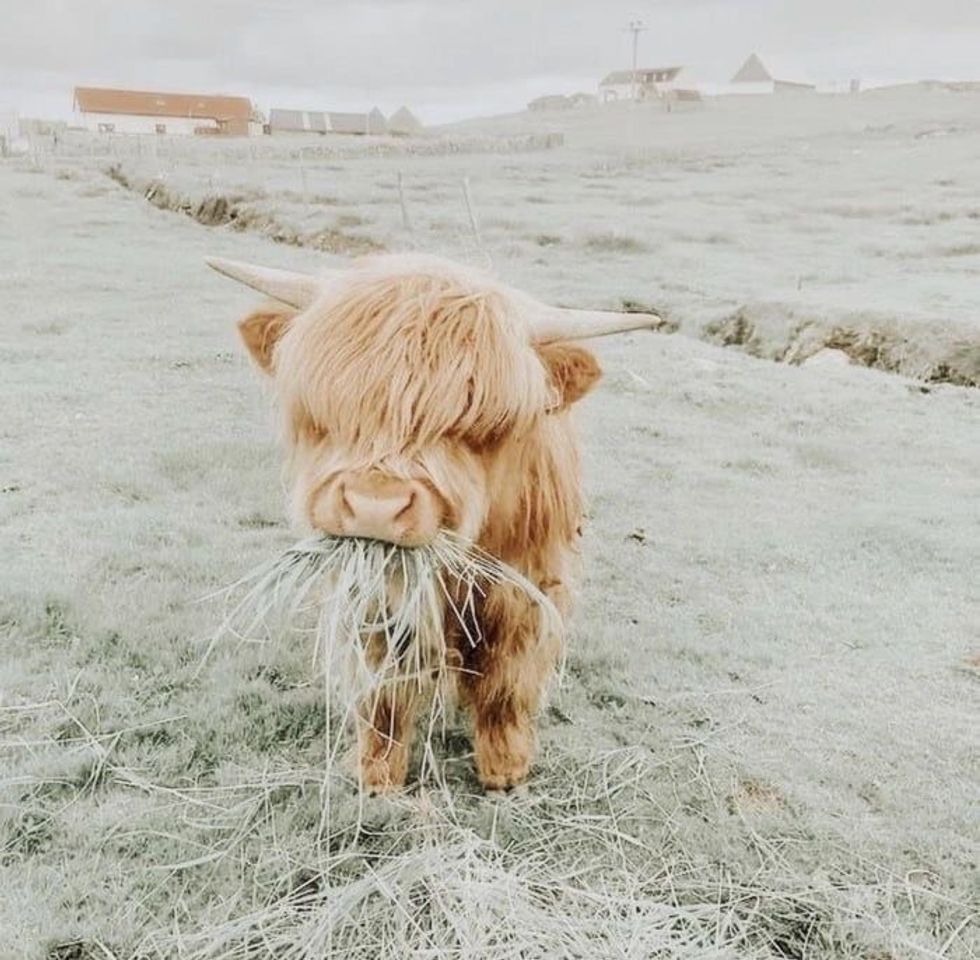 Fashion littlecow🐮☁️aesthetic🧺🧴