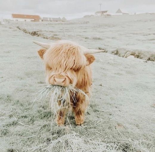 littlecow🐮☁️aesthetic🧺🧴